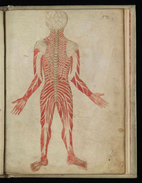 Illumination. Facing away from us, a man stands with arms by his sides, hands held slightly out and feet planted. Red muscles are overlaid with white bones and tendons.